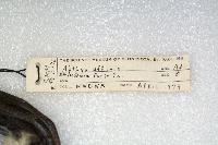 Aythya affinis image