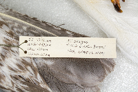 Larus argentatus image