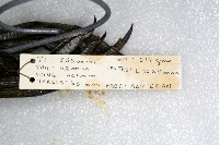 Fulica americana image