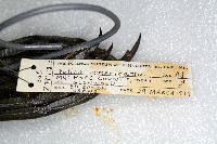 Fulica americana image