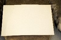Anser albifrons image