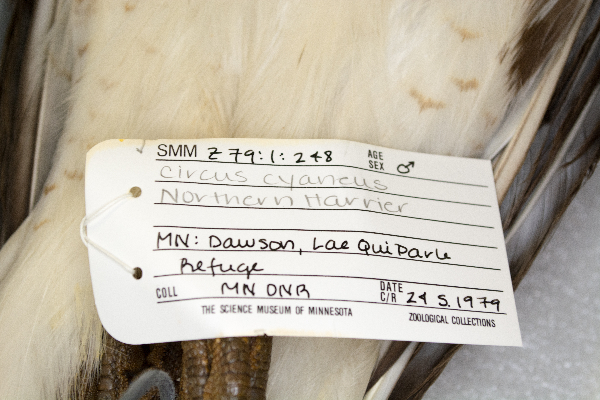 Buteo jamaicensis image