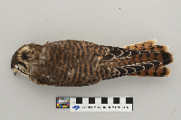 Falco sparverius image