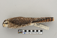 Falco sparverius image