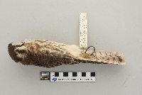 Falco sparverius image