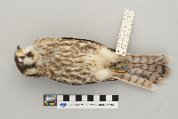 Falco sparverius image