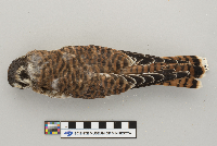 Falco sparverius image
