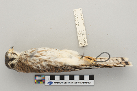 Falco sparverius image