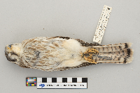 Falco sparverius image