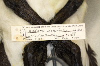 Branta canadensis image