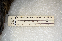 Aythya valisineria image