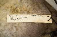 Aythya americana image