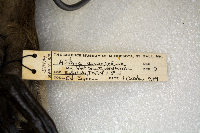 Aythya americana image