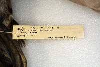 Aythya valisineria image