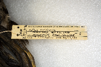 Aythya valisineria image