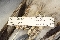 Buteo jamaicensis image