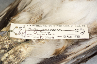 Buteo jamaicensis image