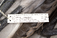 Grus canadensis image