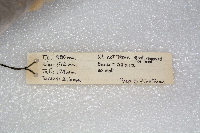 Grus canadensis image