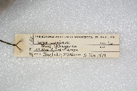 Grus canadensis image