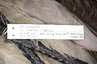 Grus canadensis image