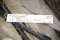 Grus canadensis image