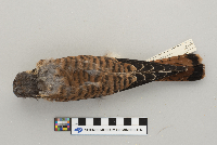 Falco sparverius image