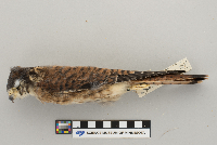 Falco sparverius image