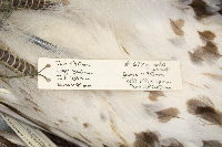 Buteo jamaicensis image