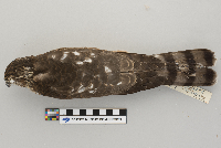 Accipiter striatus image