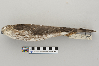 Accipiter striatus image