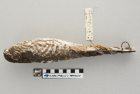 Accipiter striatus image