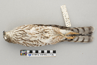 Accipiter striatus image