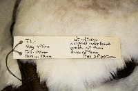 Branta canadensis image