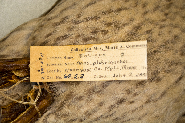 Anas platyrhynchos image