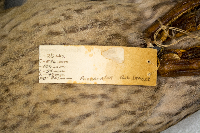 Anas platyrhynchos image