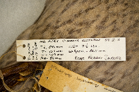 Anas platyrhynchos image