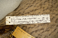 Anas platyrhynchos image