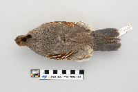 Callipepla gambelii image