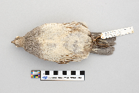 Callipepla gambelii image