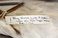 Larus delawarensis image