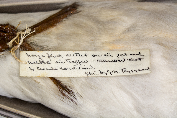 Larus delawarensis image