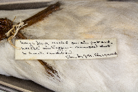 Larus delawarensis image