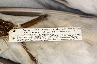 Larus delawarensis image