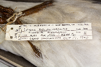 Larus delawarensis image