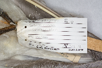 Image of Hydroprogne caspia