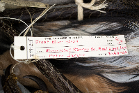 Ardea herodias image
