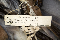 Ardea herodias image