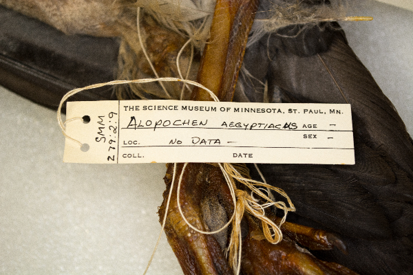 Alopochen aegyptiaca image