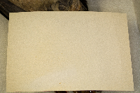 Alopochen aegyptiaca image